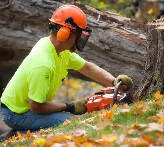 tree services Northbrook